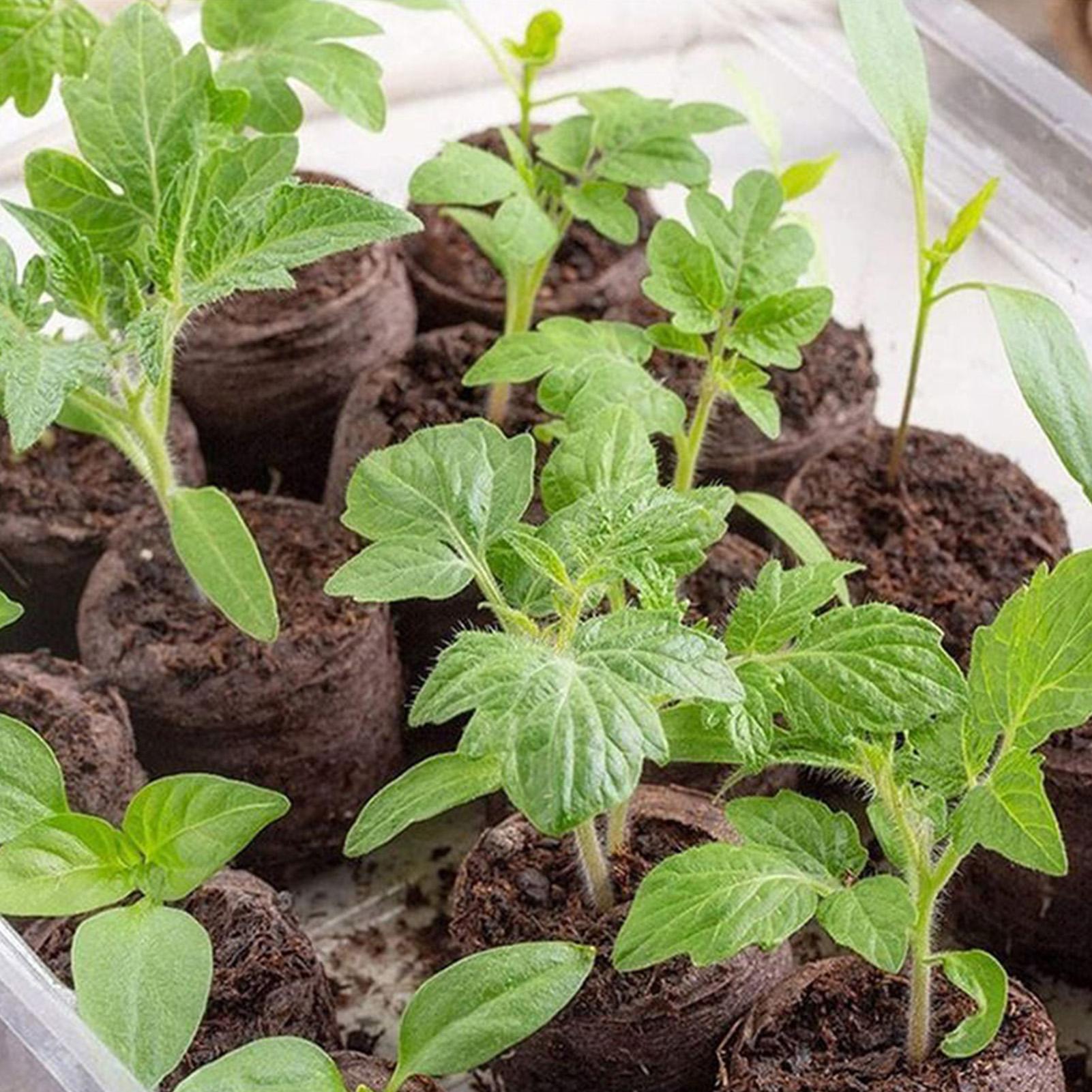 Peat Pellets 100 Piece Potting - огляд і ціна Peat Pellet Tray